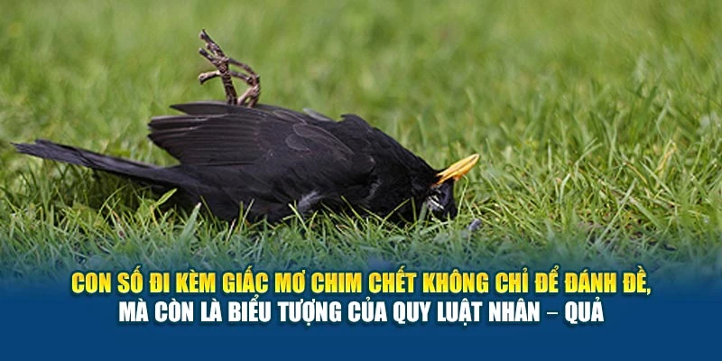Con số đi kèm giấc mơ chim chết không chỉ để đánh đề, mà còn là biểu tượng của quy luật nhân – quả