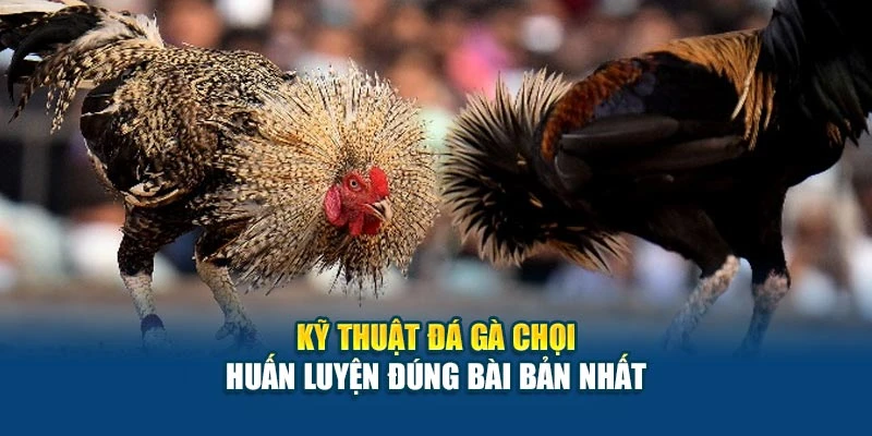 Kỹ Thuật Đá Gà Chọi - Huấn Luyện Đúng Bài Bản Nhất