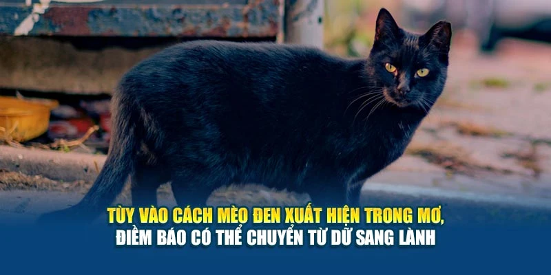 Tùy vào cách mèo đen xuất hiện trong mơ, điềm báo có thể chuyển từ dữ sang lành